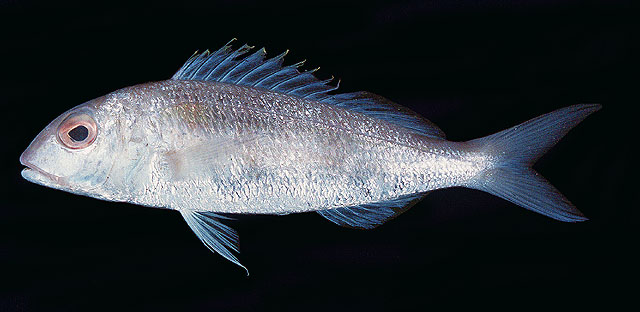 Nemipterus peronii