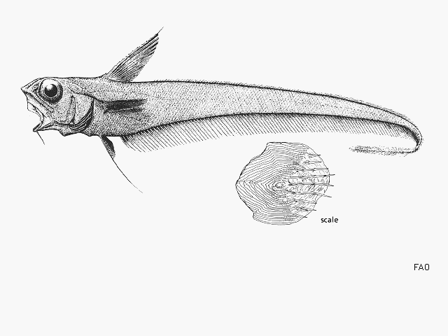 Nezumia propinqua