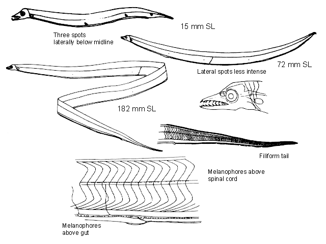 Nemichthys scolopaceus