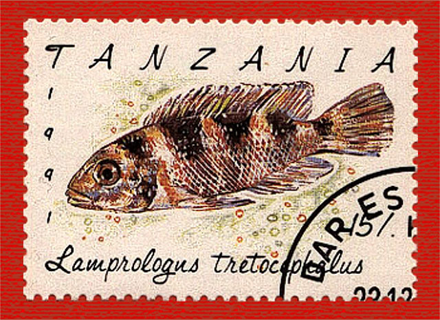 Neolamprologus tretocephalus