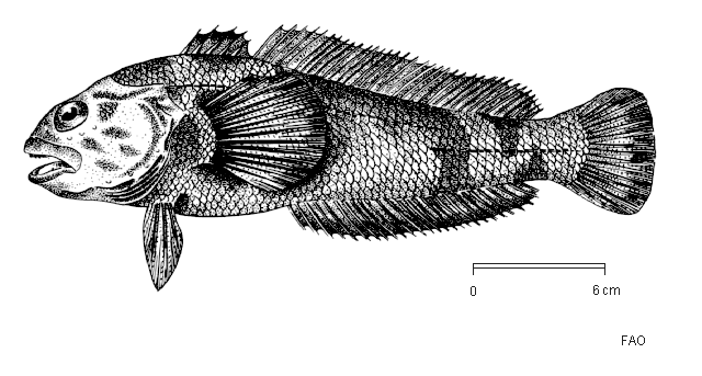 Notothenia coriiceps