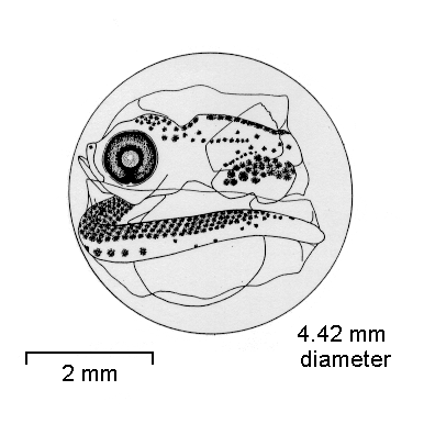 Notothenia neglecta