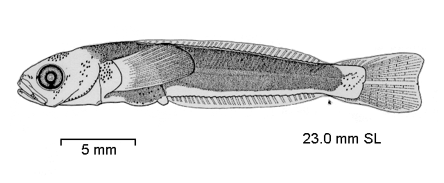 Notothenia neglecta