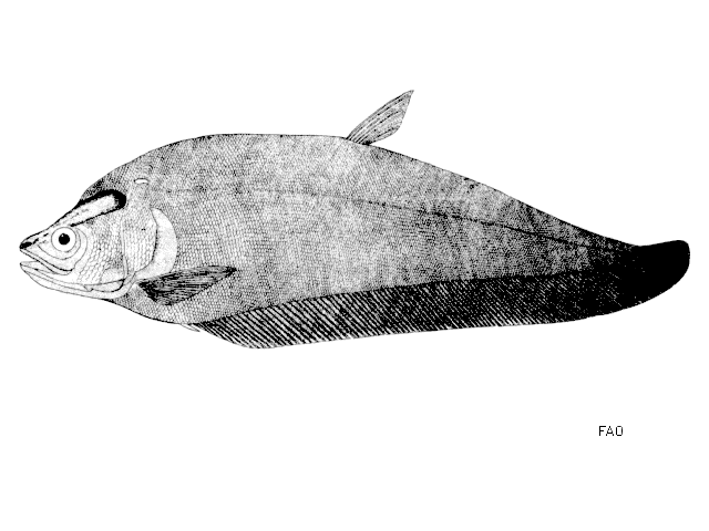 Notopterus notopterus