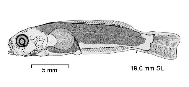 Notothenia rossii