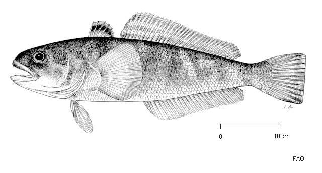 Notothenia rossii