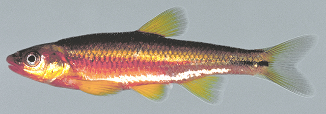 Notropis rubricroceus