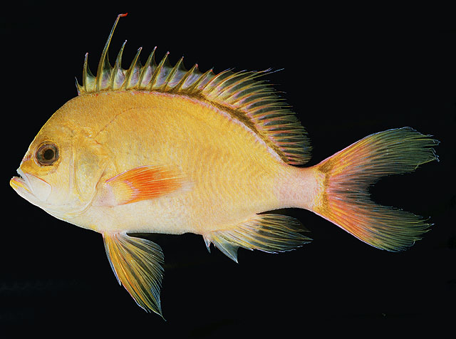 Odontanthias fuscipinnis