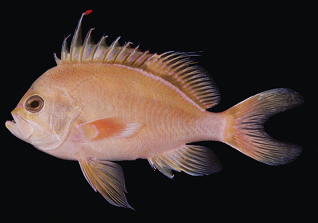 Odontanthias fuscipinnis