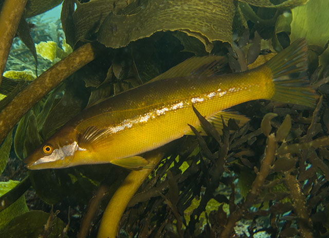 Odax pullus