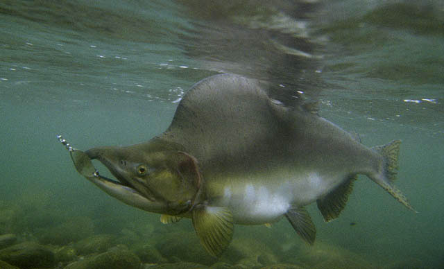 Oncorhynchus gorbuscha