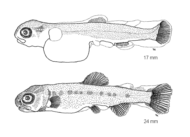 Oncorhynchus mykiss