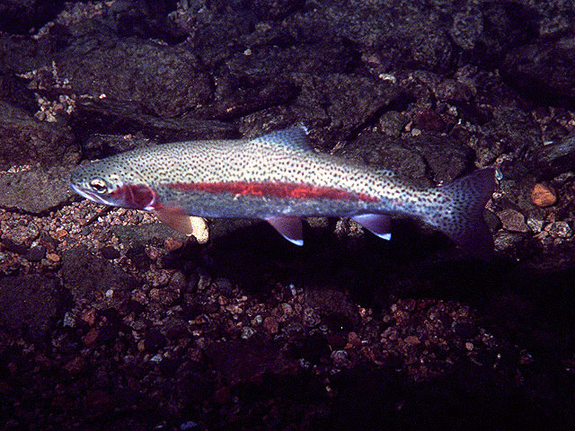 Oncorhynchus mykiss