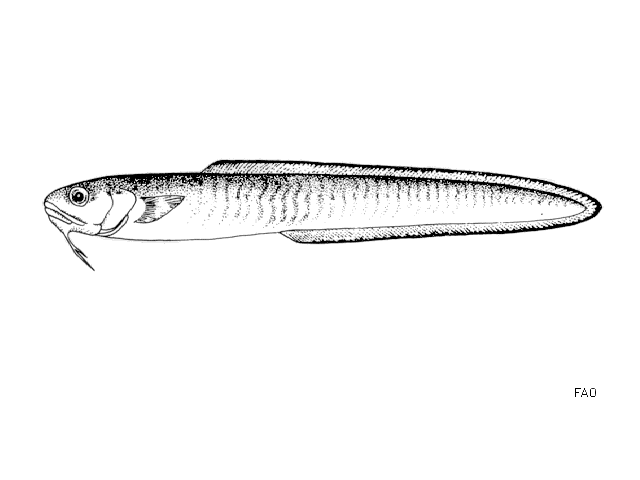 Ophidion barbatum