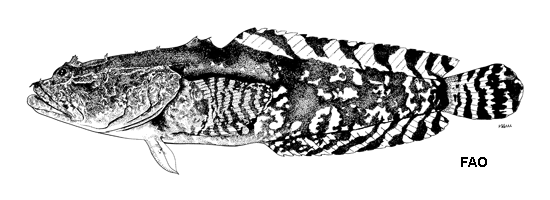 Opsanus phobetron