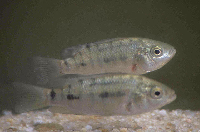 Oreochromis mossambicus