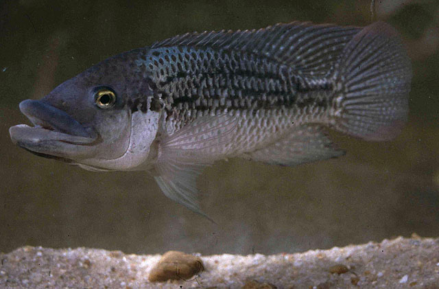 Oreochromis mossambicus