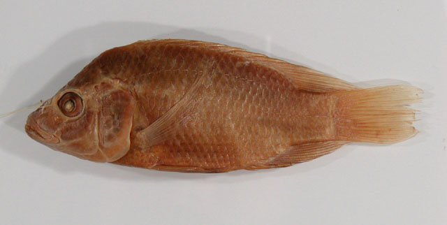 Oreochromis mossambicus