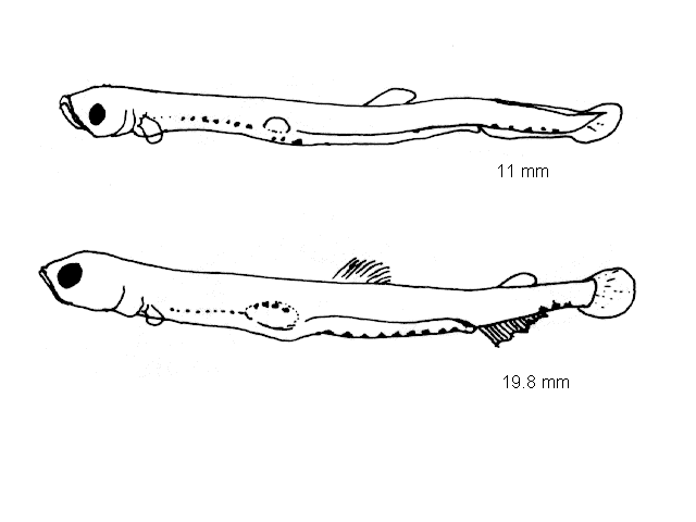 Osmerus eperlanus