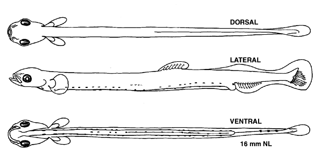 Osmerus mordax