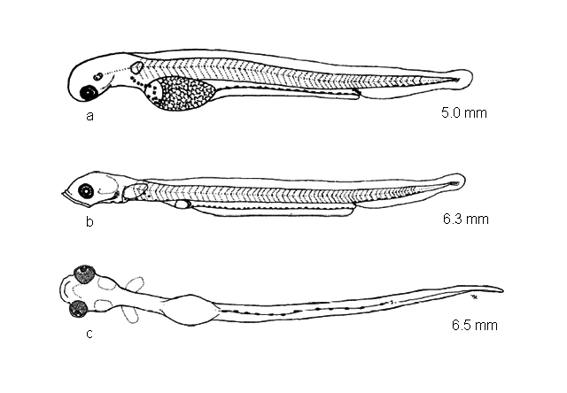 Osmerus mordax