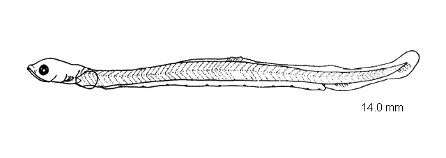 Osmerus mordax