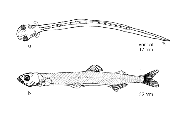 Osmerus mordax