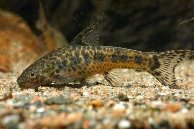 Otocinclus flexilis