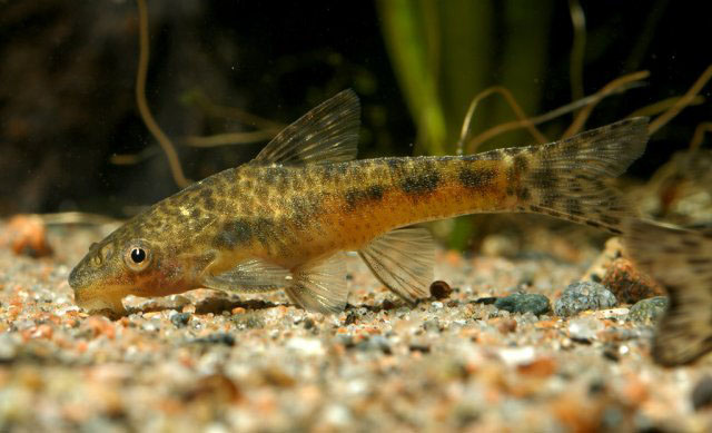 Otocinclus flexilis