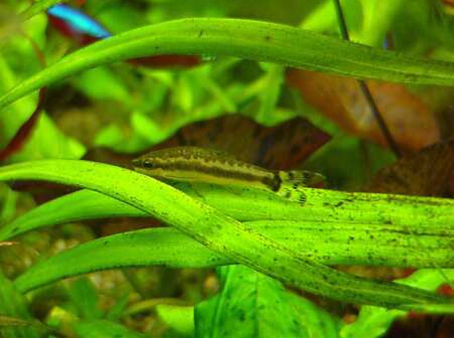 Otocinclus vittatus