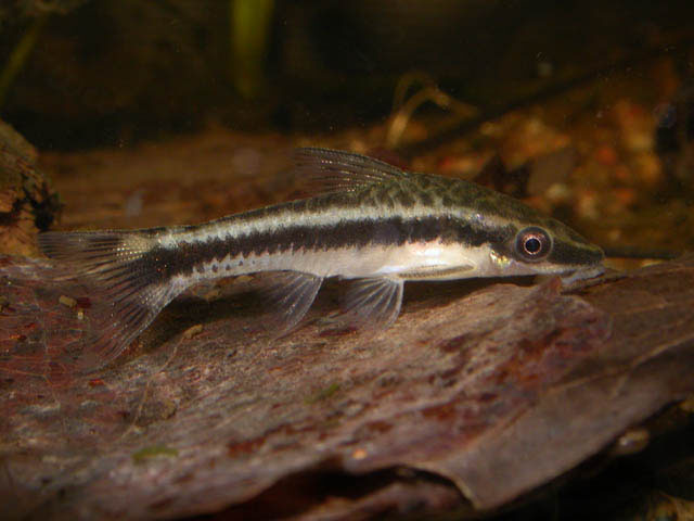 Otocinclus vittatus