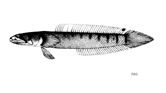 Oxuderces dentatus