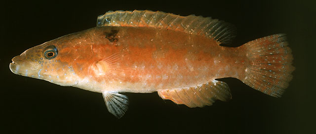 Oxycheilinus orientalis