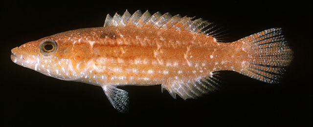 Oxycheilinus orientalis