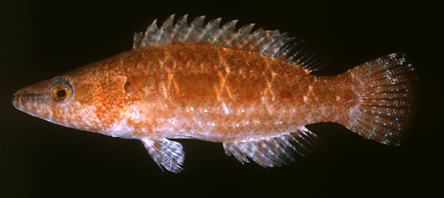 Oxycheilinus orientalis