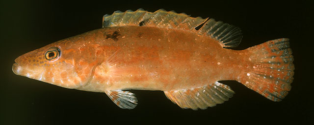 Oxycheilinus orientalis