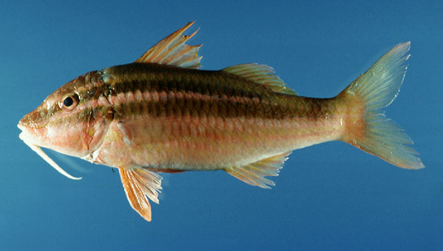 Parupeneus biaculeatus