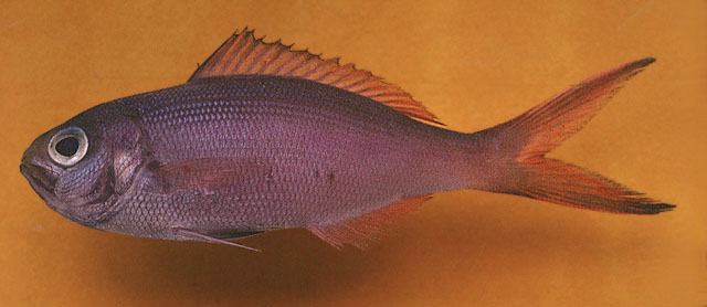 Paracaesio caerulea