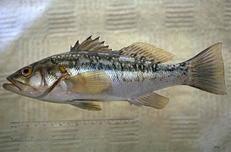 Paralabrax clathratus