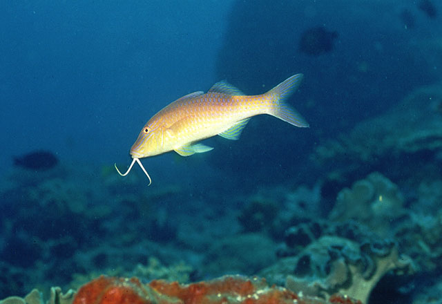 Parupeneus cyclostomus