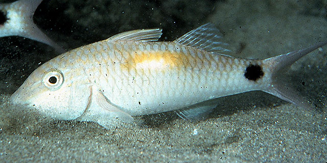 Parupeneus indicus