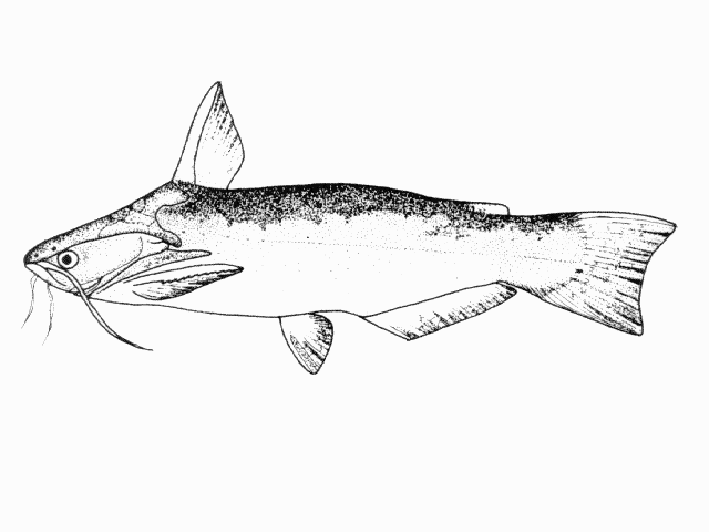 Trachelyopterus peloichthys