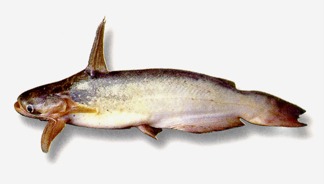 Trachelyopterus peloichthys