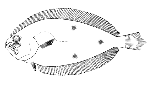 Paralichthys isosceles