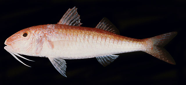 Parupeneus jansenii