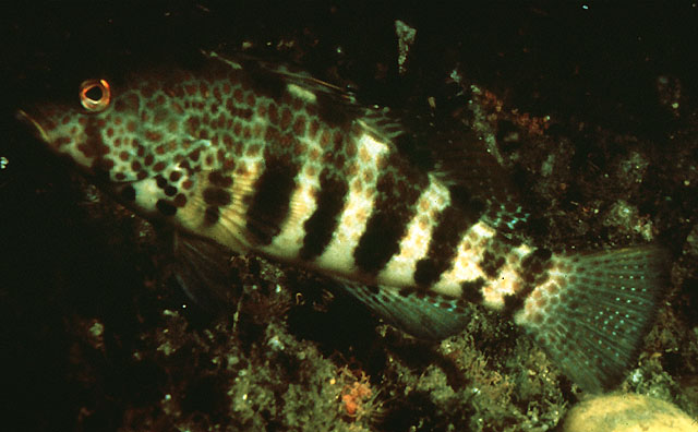 Paralabrax maculatofasciatus