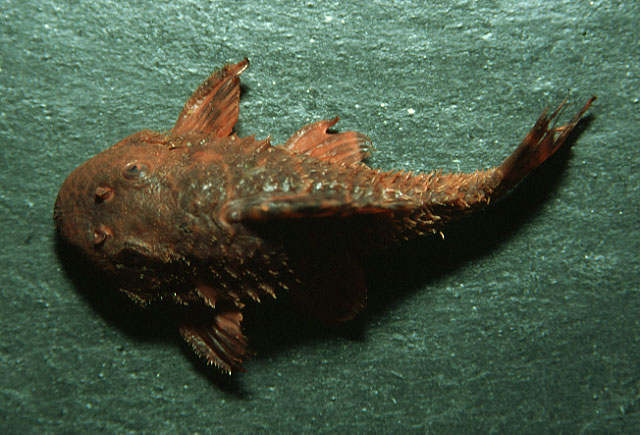 Panaqolus maccus