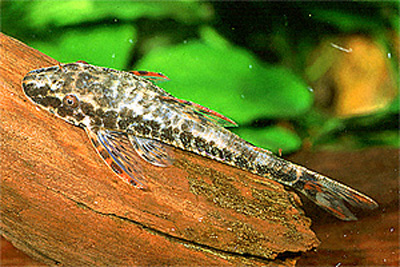 Parotocinclus maculicauda