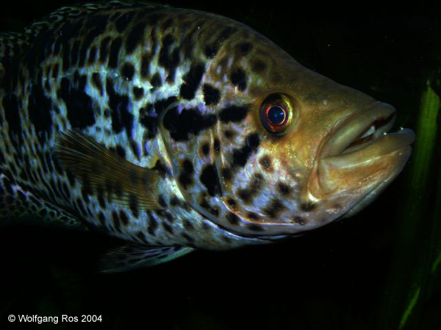 Parachromis managuensis