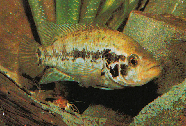 Parachromis managuensis